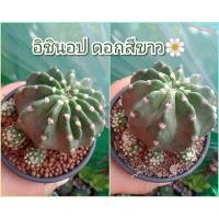 ราคา ต้นอิชินอปซิส ต้นใหญ่ ฟอร์มกอ ต้นเดี่ยว ดอกสีขาว ส่งทั้งกระถาง (13101048773)