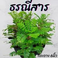 ราคา ต้นธรณีสาร กระถาง6นิ้ว (23681264869)