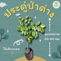 ราคา ประดู่ป่าด่าง ต้นพันธ์ประดู่ด่าง ประดู่ด่าง (21112958295)