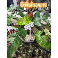 ราคา ต้นอิพิด่างขาว​ Epipremnum pinnatum ไม่ด่าง​ ต้นไม้​ ไม้ฟอกอาศ ด่างขาว​ ด่างเหลือง​ ​ ​ สวน​ (13308556049)