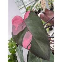 ราคา Philodendron pink princess (PPP) ⭐️ตรงปก⭐️ เลือกต้น (17939283066)