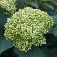 ราคา 5 เมล็ด ดอกไฮเดรนเจีย ดอกสามเดือน ใช้แทนความรัก Hydrangea สายพันธุ์ Invincibelle Sublime (40572927913)