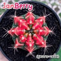 ราคา ชุดเพาะเมล็ด Jam Berry กระบองเพชร/แคคตัส (26557297324)