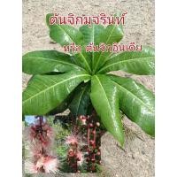 ราคา ต้นมุจรินท์ หรือจิกอินเดีย ต้นจิกที่มีชื่อในพุทธประวัติ ขนาดต้น50-60ซม. (24960672316)