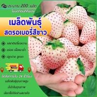 ราคา 200เมล็ด เมล็ดพันธุ์สตรอเบอรี่สีขาว สตรอเบอรี่ White Strawberry Seed เมล็ดผลไม้อินทรีย์ ปลูกตลอดปี (26573627485)