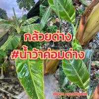 ราคา กล้วยด่าง กล้วยน้ำว้าค่อมด่าง ขุดสดห่อขุยมะพร้าวส่ง (28386162642)
