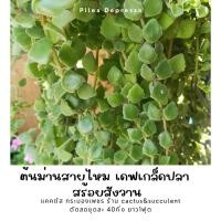 ราคา ต้นม่านสายไหม เดฟเกล็ดปลาช่อน สร้อยสังวาน ตัดสด 40กิ่ง ยาว1ฟุต 45บาท (18952257072)