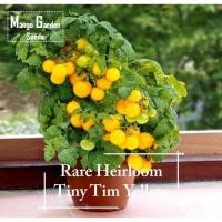 ราคา [จัดส่งในประเทศ]*หายากมาก* เมล็ดมะเขือเทศเหลือง Tiny Tim สืบทอด - 30 เมล็ด *เหมาะสำหรับกระถาง* กระถางต้นไม้, เมล็ดมะเขือ (54653356860)
