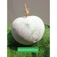 ราคา เมล็ดฟักหอมกลม(กลิ่นใบเตย)20เมล็ด เมล็ดพันธุ์เก็บใหม่ (41965424625)