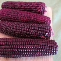 ราคา เมล็ดข้าวโพดม่วง Purple Corn Seeds ผลผลิตสูงข้าวโพดม่วง เมล็ดข้าวโพดสีม่วง เมล็ดข้าวโพด เมล็ดข้าวโพดผลผลิตสูง (57251517689)