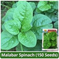 ราคา 150เมล็ด เมล็ดพันธุ์ ผักปลัง ผักโขมหูกวาง Malabar Spinach Seed Ceylon Spinach Vegetable Seed เมล็ดพันธุ์ผัก ผักสวนครัว (44130833102)