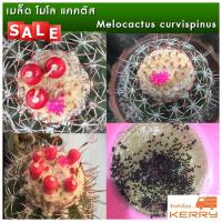 ราคา เมล็ดเมโล 120 เมล็ด ++ เมล็ดพันธุ์แคคตัส กระบองเพชร เมล็ด แคคตัส เมล็ดแคคตัส เมโลแคคตัส เมโล Melocactus curvispinus (4939728450)