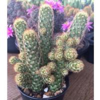 ราคา Mammillaria elongata แมมนิ้วทอง/นิ้วนาก (9043512568)