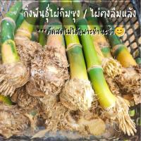 ราคา กิ่งพันธุ์ไผ่กิมซุง 3กิ่ง *ตัดสดไม่ได้เพาะชำต้องนำไปชำเองจ้า (27001579678)