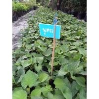ราคา พลูคาวหรือคาวตอง ต้นพันธุ์ต้นสวยใบดก (11644220128)