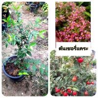 ราคา ต้นเชอรี่แคระ เชอรี่แคระ (42454164828)