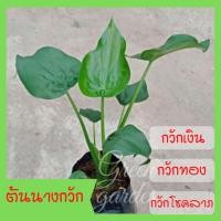 ราคา ต้นนางกวัก ไม้มงคล กวักเงิน กวักทอง และกวักโชคลาภให้เข้ามาในบ้าน (9230559983)