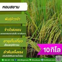 ราคา เมล็ดพันธุ์​ข้าว​ ข้าวเจ้า หอมสยาม หอมมะลิเตี้ย นาปี ไวแสง หอมนุ่ม ผลผลิตสูง 10 กก.คูลเกษตร KR16 (24989959692)
