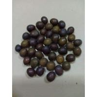 ราคา เมล็ดพันธุ์บัววิคตอเรีย(บัวกระด้ง)ใบบัวใหญ่ยักษ์ คนนั่งได้ (5544364528)