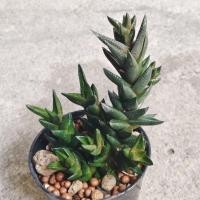 ราคา ฮาโวเทีย Haworthia Resendeana ไม้อวบน้ำ กุหลาบหิน Cactus&Succulent ราคา 68บาทกระถาง4นิ้ว (45456325690)