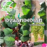 ราคา องุ่นรูทเพอเรท ไร้เมล็ด (กิ่งตอนตอป่าติดตา) แท้% ซื้อ5กิ่งแถมฟรี1กิ่ง (14934470697)