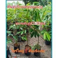 ราคา ต้นทุเรียนหมอนทอง(เสียบยอด) เป็นต้นไซร์ใหญ่ ขนาดต้นสูง 100-130ซม.ต้นสวยแข็งเเรงพร้อมส่ง (26404612143)
