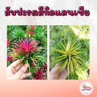 ราคา สับปะรดสี ทิลแลนเซีย (Tillandsia) แบบหน่อ ื สับปะรดอากาศ รากอากาศ ราคาส่งจากสวน (18357464777)