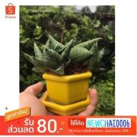 ราคา ต้นงาช้างแคระ บอลเซล ต้นไม้ฟอกอากาศ (2396025727)