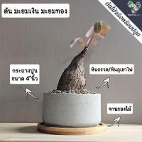 ราคา ต้นมะยมเงินมะยมทอง "ไม้โขด"พร้อมกระถางเลือกแบบได้+จานรองไม้+หินภูเขาไฟ (ต้นไม้มงคล) (7393486330)