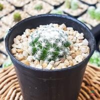ราคา แมมลูกกอล์ฟ Mammillaria humboldtii กระบองเพชร แคคตัส (9263845099)