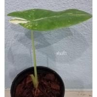 ราคา ต้นบอน​กระดาด​ด่าง​ขาว​ (11121830559)