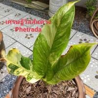 ราคา เศรษฐีวิลสันด่างลายๆ (8483851430)
