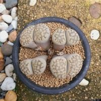 ราคา ไลทอป ไลทอปฟอร์มกอ Lithops ลิทอป หินมีชีวิต ไลทอปจัดส่งทั้งกระถาง (12903491026)