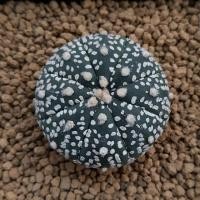 ราคา #กระบองเพชร Astrophytum asterias Super Kabuto (4661667493)