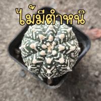 ราคา EP3 แอสโตร แอสโตรปลาดาว แอสโตรซุปเปอร์ แคคตัส กระบองเพรช (13150429409)