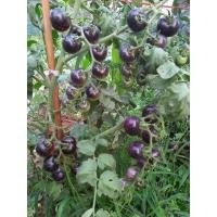 ราคา เมล็ดพันธุ์ มะเขือเทศ สีม่วง ( Purple Tomato Seed ) บรรจุ 20 เมล็ด (50856726744)