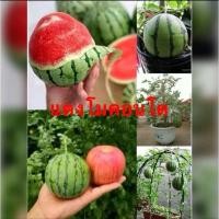 ราคา เมล็ดแตงโมจิ๋วหรือแตงโมคอนโด (25778410946)