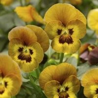 ราคา 50 เมล็ด ดอกหน้าแมว ดอกแพนซี่ ดอกไม้กินได้ Pansy สายพันธุ์ Honeybee (43872788033)