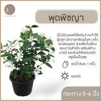 ราคา ต้นพุดพิชญา ไม้ดอกไม้ประดับ กระถาง 5-6 นิ้ว (3773870137)