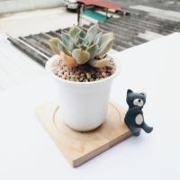 ราคา Echeveria กุหลาบหิน (2788616469)