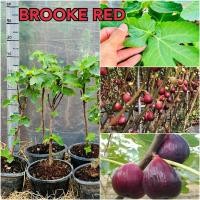 ราคา ต้นมะเดื่อฝรั่ง Brooke Red ต้นฟิก Brooke Red สูง 60-70 ซม. ต้นพันธุ์มะเดื่อฝรั่ง Brooke Red (25491622873)