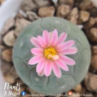 ราคา LF 21- Lophophora Fricii โลโฟโฟรา ฟริซิไอ(ไม้เมล็ด) หัวกลม ขนฟู หน้าสวย ผิว wax หนาสวย (16336131771)