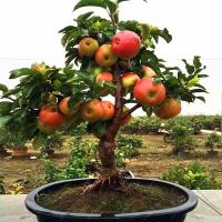ราคา 50เมล็ด Apple Seed เมล็ดแอปเปิ้ล ต้นไม้ ต้นไม้มงคล ต้นไม้ประดับ เมล็ดพันธุ์ พันธุ์ไม้ผล เมล็ด ต้นผลไม้พันธุ์ไม้หายาก ต้น (9496758227)