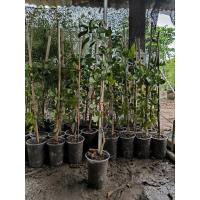 ราคา ต้นแก้วเจ้าจอม(กิ่งตอน)4+6ใบ สูง60-80ซ.ม (25081239863)