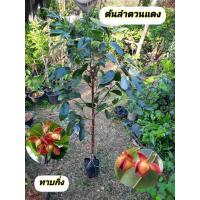 ราคา ต้นลำดวนแดง ลำดวนแดง ทาบกิ่ง (46155595071)