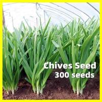 ราคา 300 เมล็ด เมล็ดพันธุ์ กุยช่าย Chives Seed Vegetable Seeds เมล็ดพันธุ์ผัก ผักชี ผักชีฝรั่ง เมล็ดพันธุ์ผัก เมล็ดผัก Plants (57310137056)