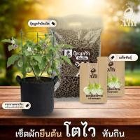 ราคา ชุดปลูกมะเขือเปราะเจ้าพระยา เชตผักยืนต้น4 พร้อมเมล็ดพันธุ์ออร์แกนิค เมล็ดพันธุ์หายาก ปุ๋ยมูลวัวอัดเม็ด กระถางปลูกผัก (48306778998)