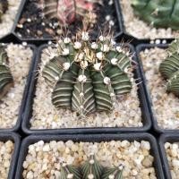 ราคา Gymnocalycium ยิมโนคาไลเซียม (8609931027)