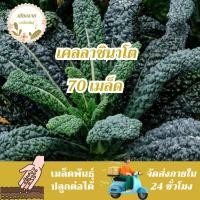 ราคา เมล็ดพันธุ์ คะน้าเคล ลาชินาโต 70 เมล็ด Lacinato Kale Seed เมล็ดพันธุ์แท้100% นำเข้าจากต่างประเทศ ปลูกผักสวนครัว ประหยัด (27352323090)