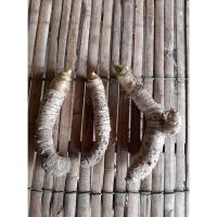 ราคา ว่านพญางูจงอาง (ป้องกันงูเข้าบ้าน พิษงูต่างๆ) ขายเป็นหัว (3618603444)
